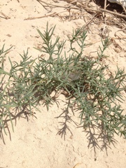 Salsola tragus