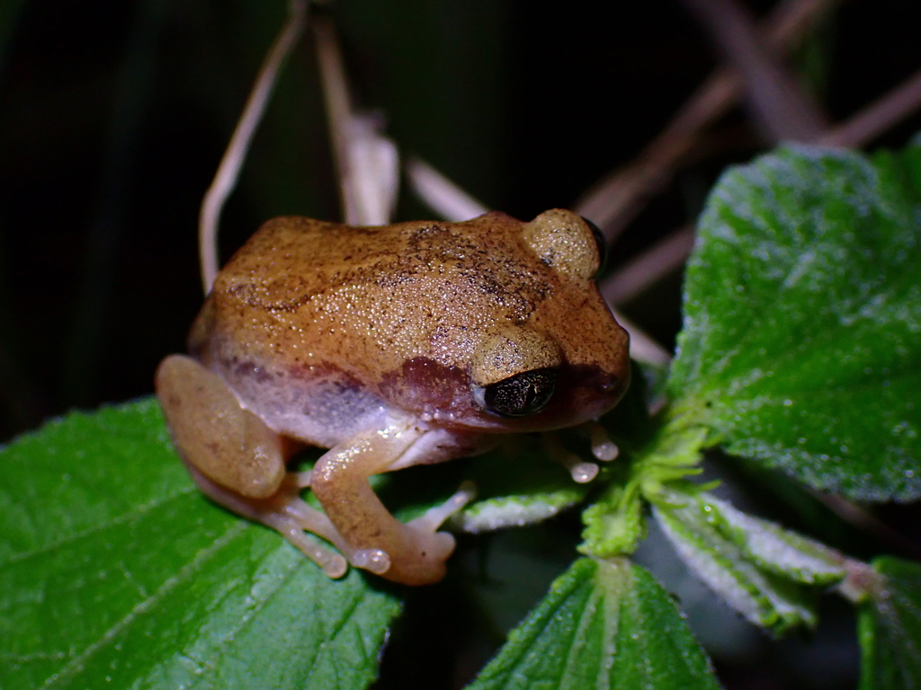 Triad Tree Frog