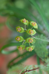 Euphorbia rossii