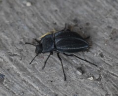 Stenomorpha opaca