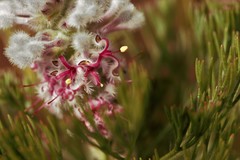 Paranomus abrotanifolius