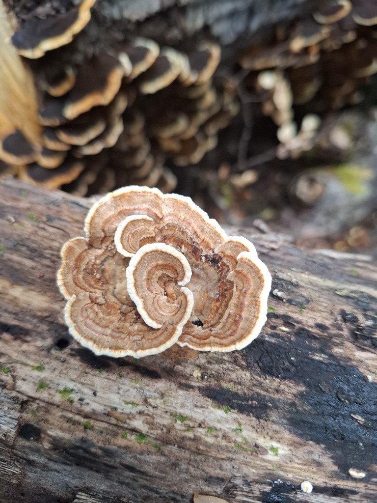 Trametes versicolor · May 2025 · photo: © armillariabianca (iNaturalist, cc0)