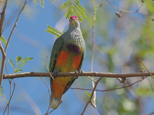 Ptilinopus roseicapilla observed 2025-05-22