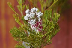 Paranomus abrotanifolius