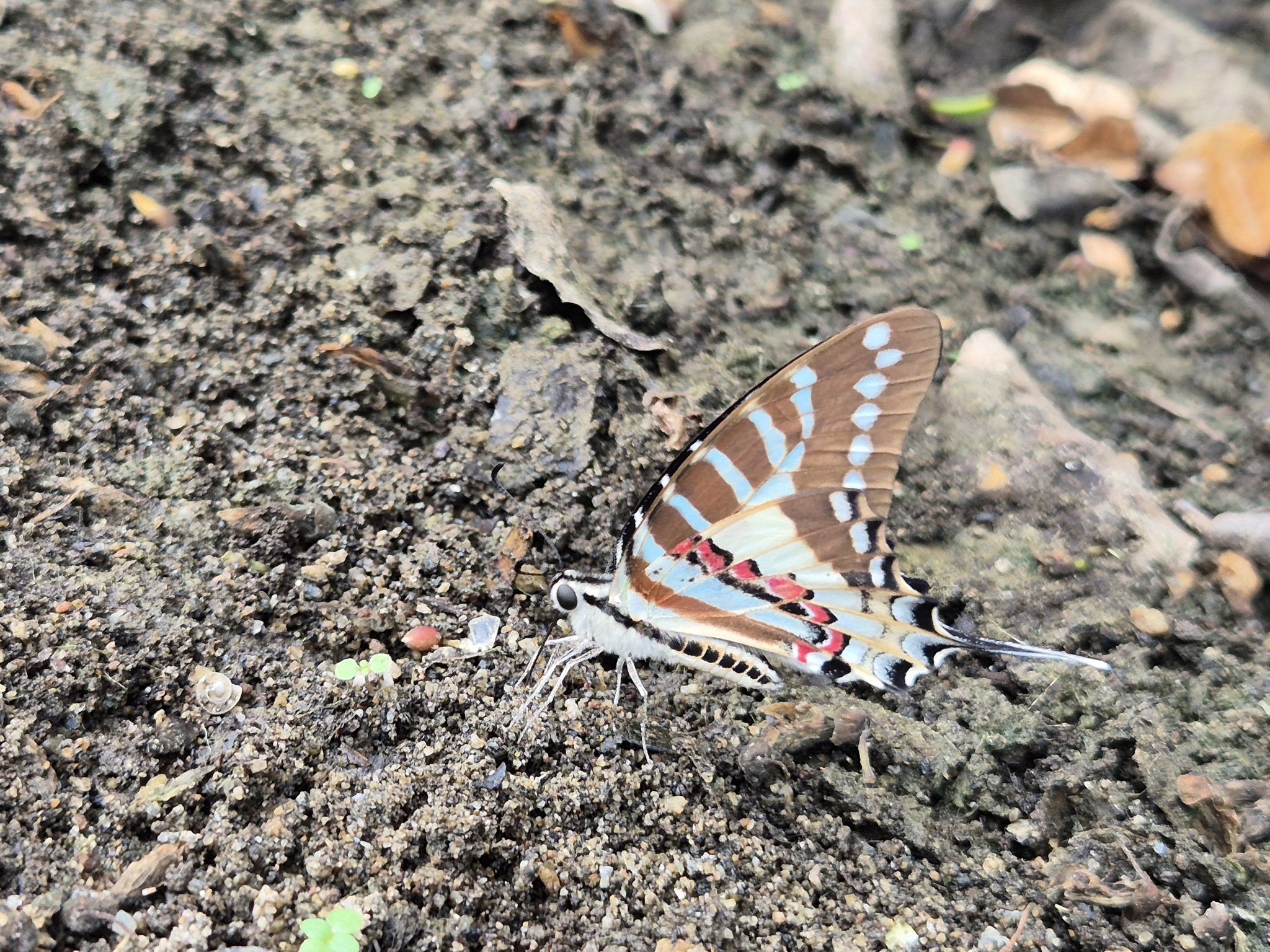 Spot Swordtail