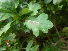 Phyllonorycter leucographella