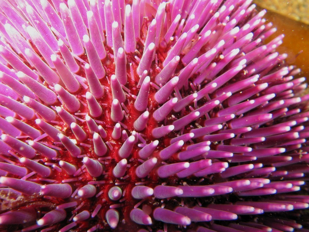 Sphaerechinus