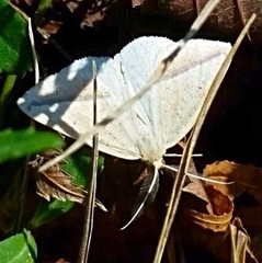 Lychnosea intermicata