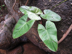 Philodendron erubescens