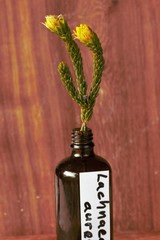 Lachnaea aurea
