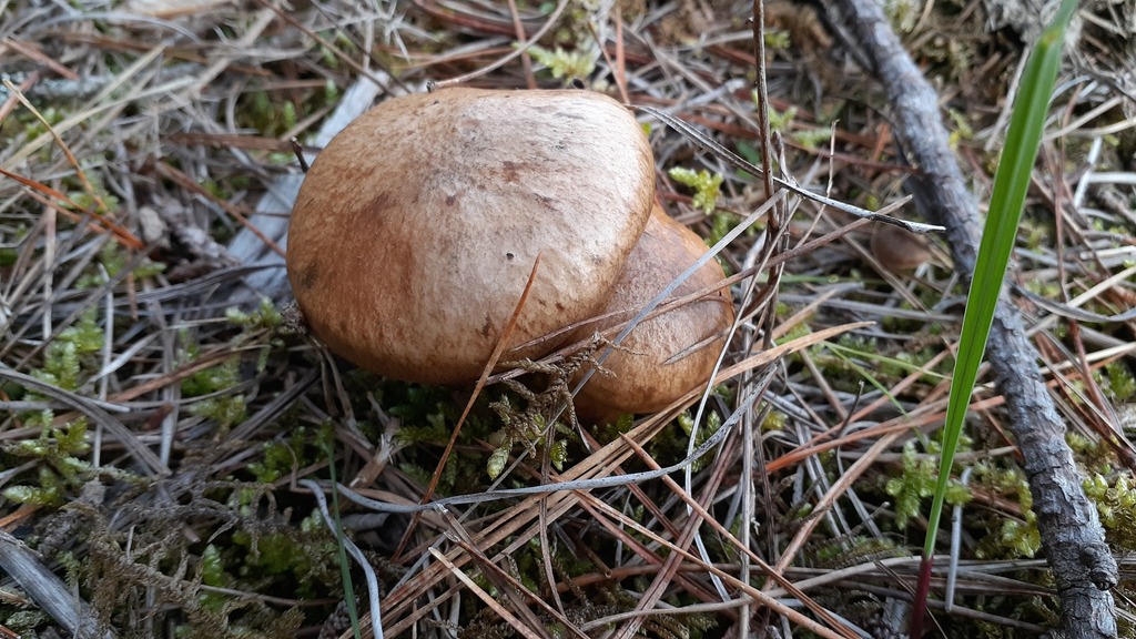 Suillus salmonicolor · May 2025 · photo: © aardvark04 (iNaturalist, cc0)