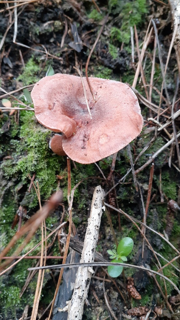 Lactarius rufus · May 2025 · photo: © aardvark04 (iNaturalist, cc0)