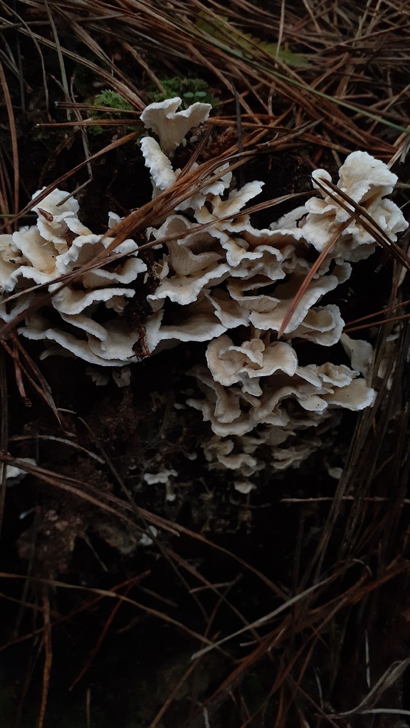 Podoserpula insignis · May 2025 · photo: © aardvark04 (iNaturalist, cc0)