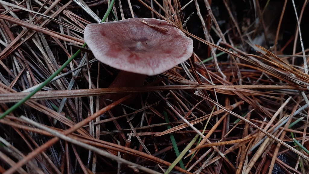 Lactarius rufus · May 2025 · photo: © aardvark04 (iNaturalist, cc0)