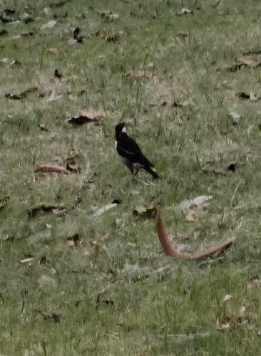 Indian Pied Myna (Gracupica contra), photo 7