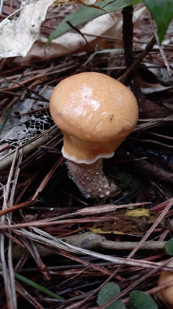 Suillus salmonicolor · May 2025 · photo: © aardvark04 (iNaturalist, cc0)