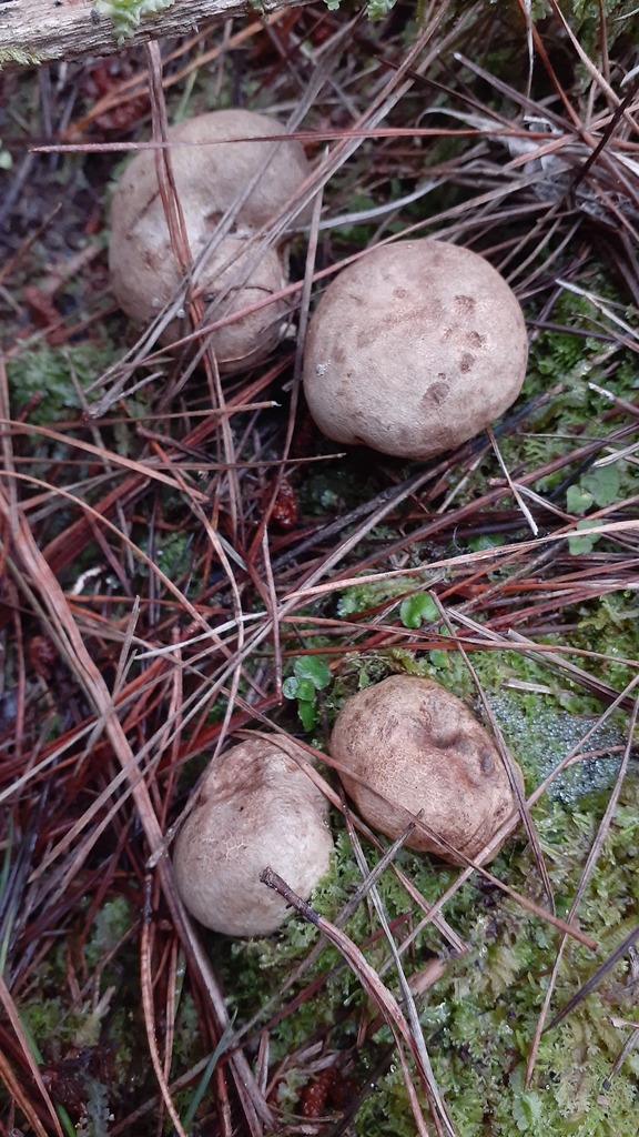 Scleroderma bovista · May 2025 · photo: © aardvark04 (iNaturalist, cc0)