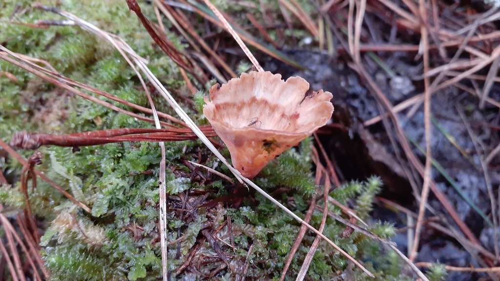 Podoscypha petalodes · May 2025 · photo: © aardvark04 (iNaturalist, cc0)