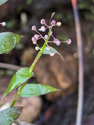 Isachne confusa observed 2025-05-22