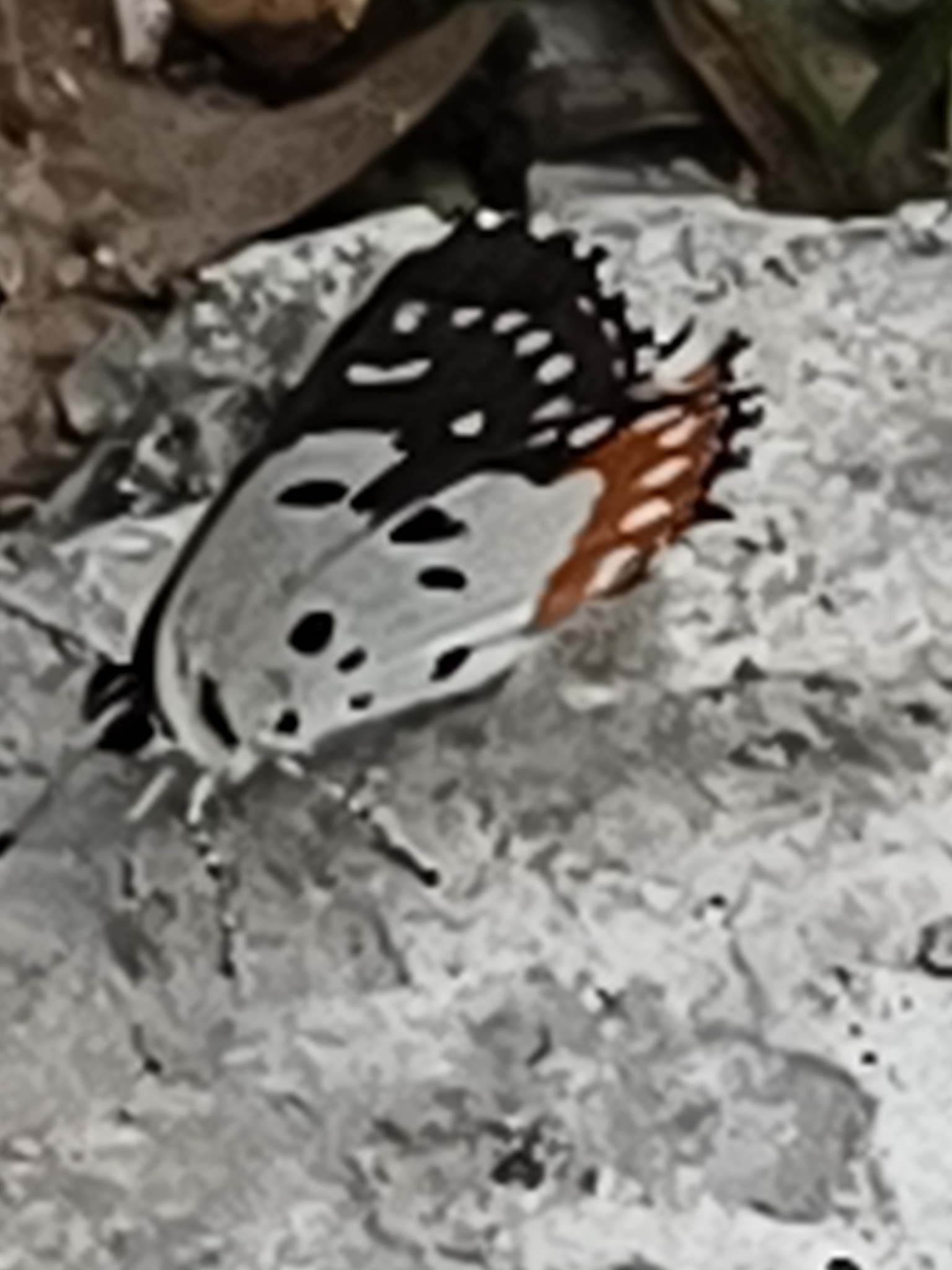 Red Pierrot