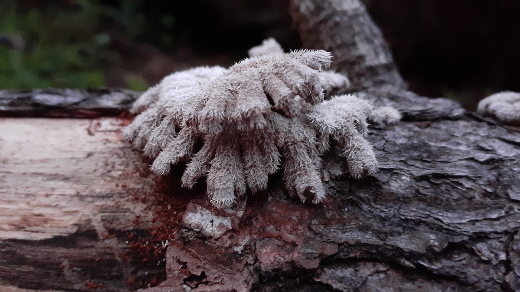Schizophyllum commune · May 2025 · photo: © aardvark04 (iNaturalist, cc0)