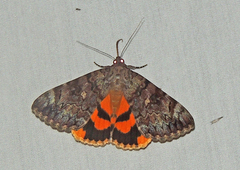Catocala desdemona