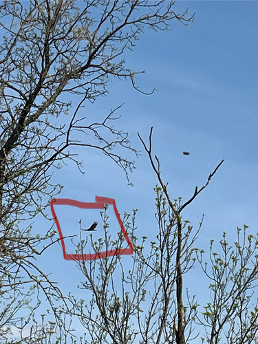 Turkey Vulture