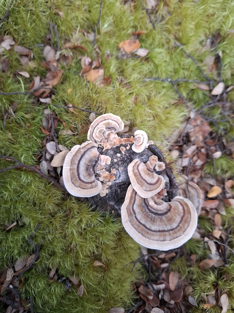 Trametes versicolor · May 2025 · photo: © armillariabianca (iNaturalist, cc0)