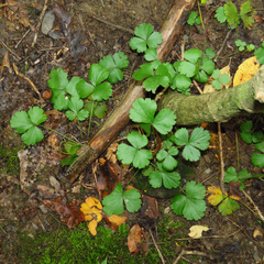 Waldsteinia fragarioides