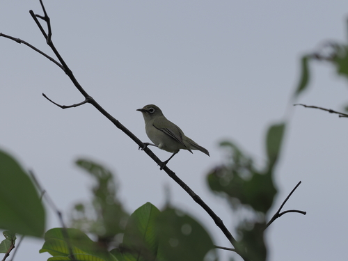 Zosterops conspicillatus observed 2025-05-22