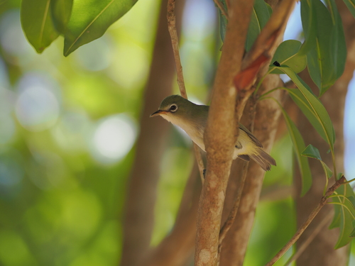 Zosterops conspicillatus observed 2025-05-22
