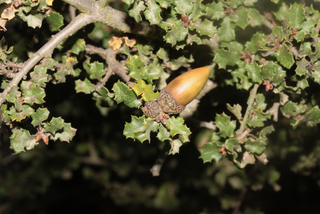 Nuttall's scrub oak