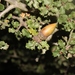 Quercus dumosa - Photo (c) James Bailey, algunos derechos reservados (CC BY-NC), uploaded by James Bailey
