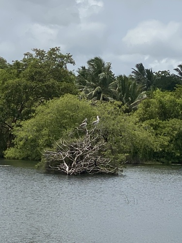 Spot-billed Pelican