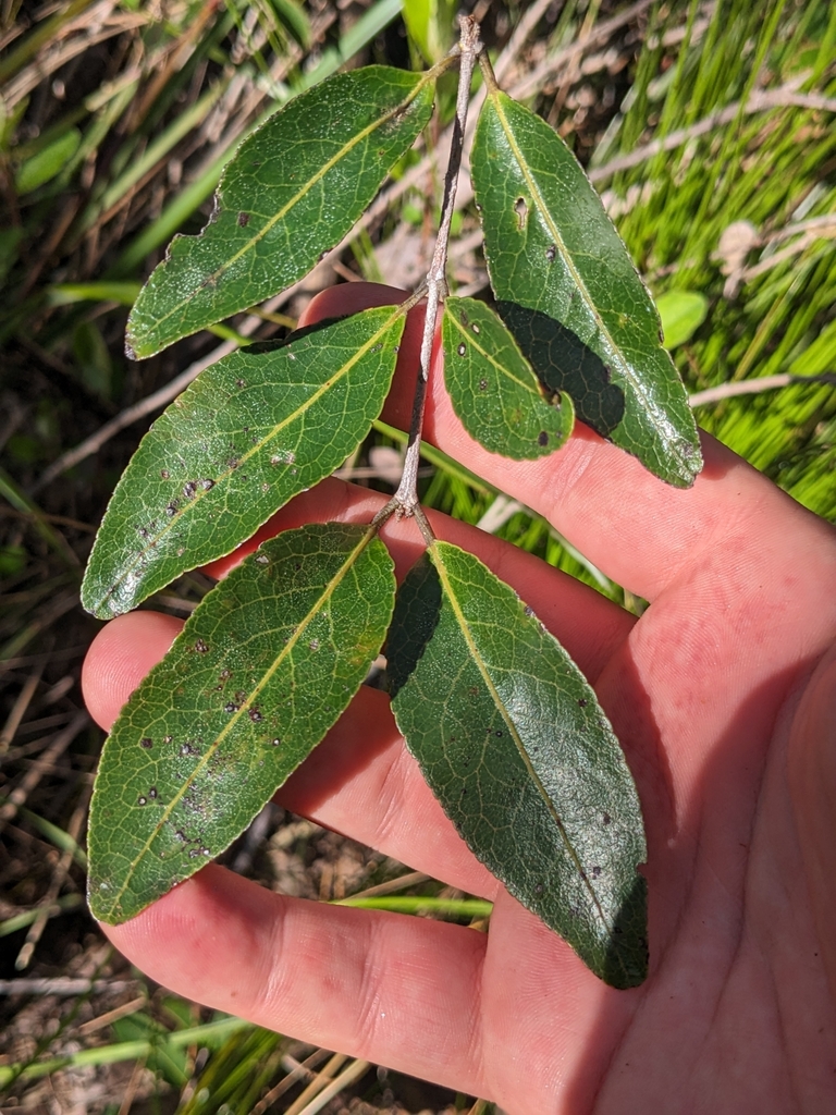 Choriceras tricorne (Choriceras tricorne)