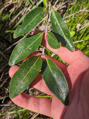 Choriceras tricorne (Choriceras tricorne)