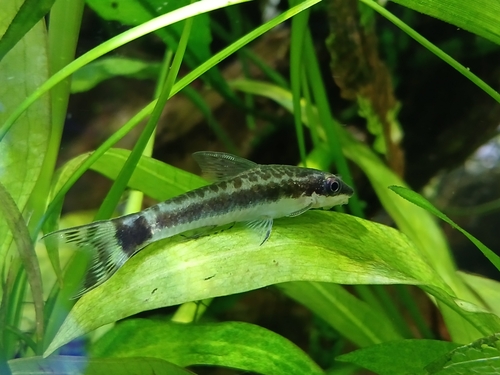 Common otocinclus (Otocinclus vestitus) — Loricariidae