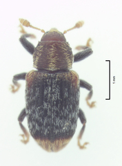 Peristoreus flavitarsis