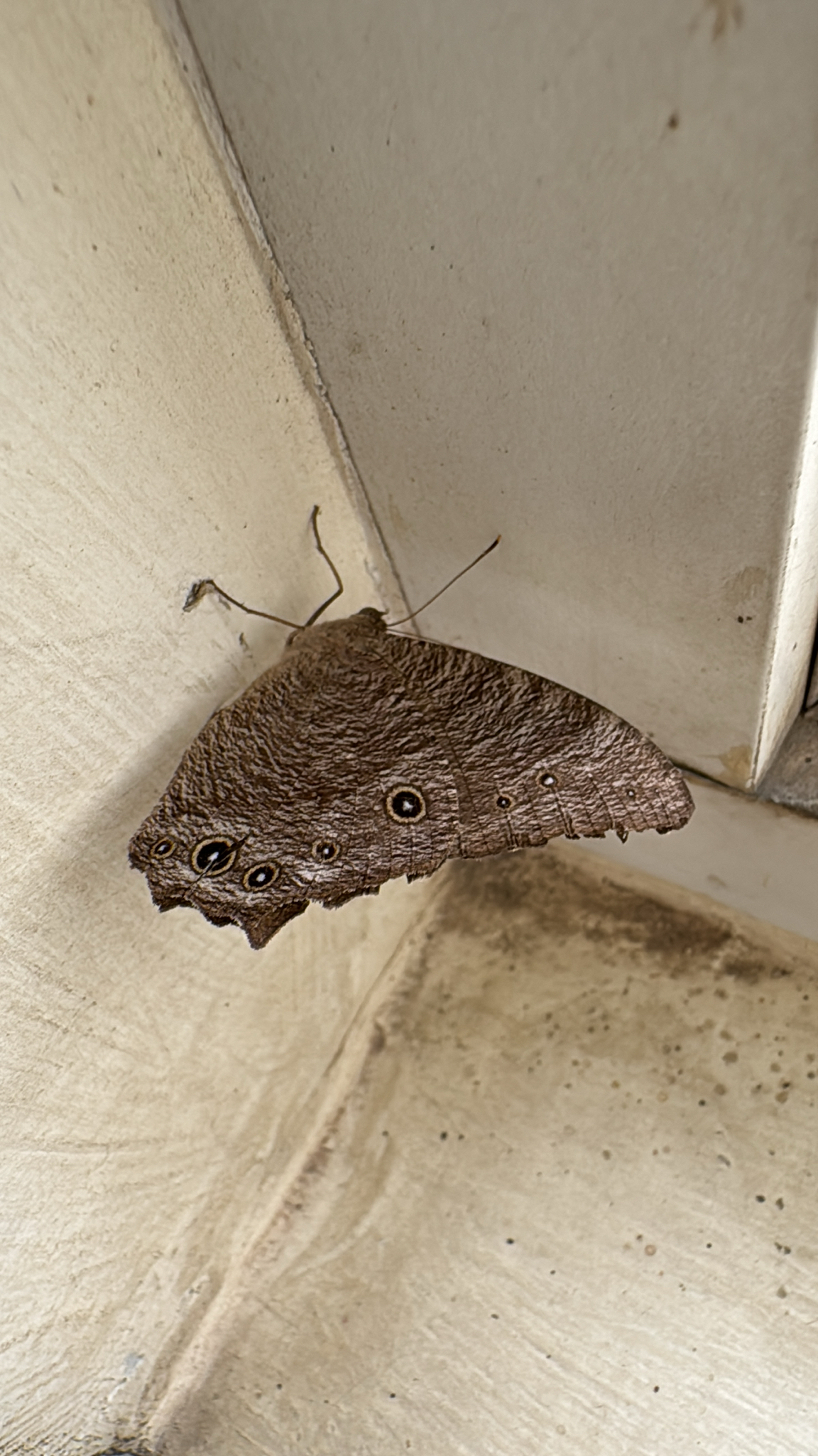 Common Evening Brown
