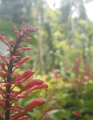 Odontonema cuspidatum