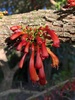 African Honeysuckle - Photo (c) Burgert Jordaan, some rights reserved (CC BY), uploaded by Burgert Jordaan