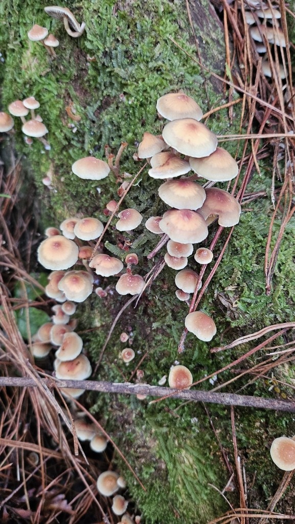 Hypholoma acutum · May 2025 · photo: © charliethomas (iNaturalist, cc0)