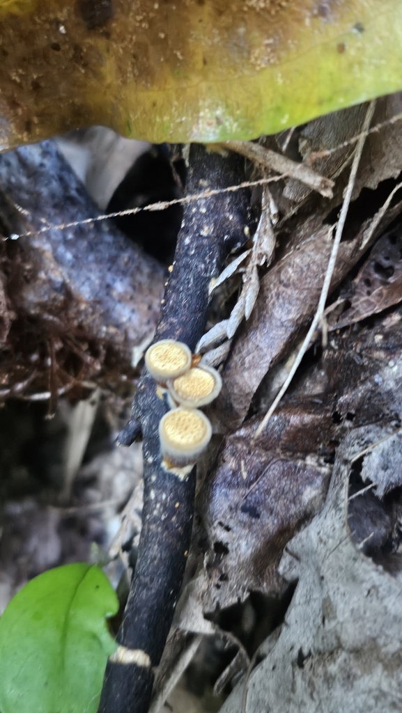 Crucibulum simile · May 2025 · photo: © charliethomas (iNaturalist, cc0)