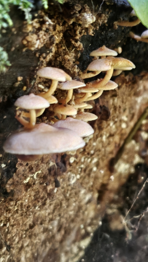 Hypholoma acutum · May 2025 · photo: © charliethomas (iNaturalist, cc0)
