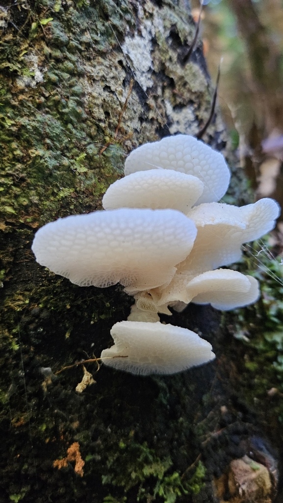 Favolaschia pustulosa · May 2025 · photo: © charliethomas (iNaturalist, cc0)