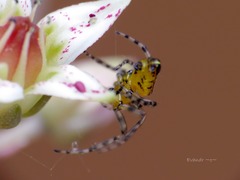 Alpaida grayi