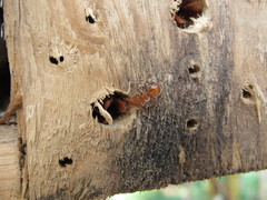 Cephalotes clypeatus