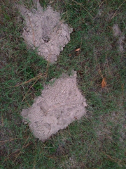 Geomys breviceps