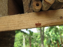 Cephalotes clypeatus