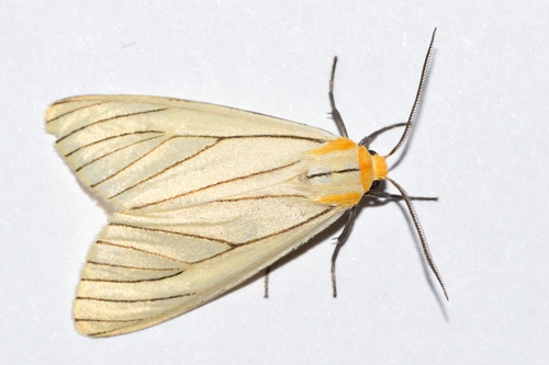 Pelopeaous Insect Spilosoma pelopea · iNaturalist Mexico